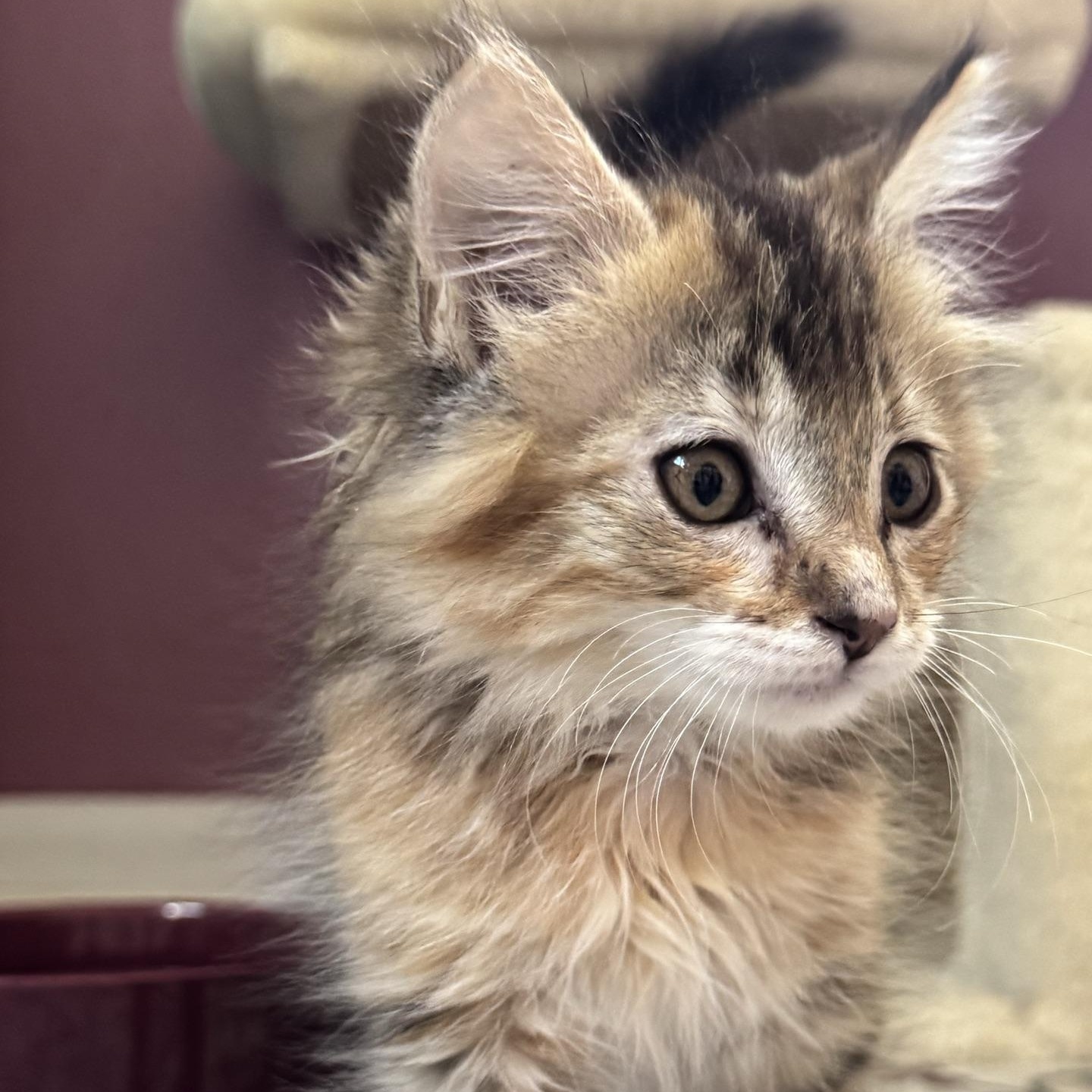 Socket, a Adoptable Domestic Long Hair in Morris, MN image 3/4