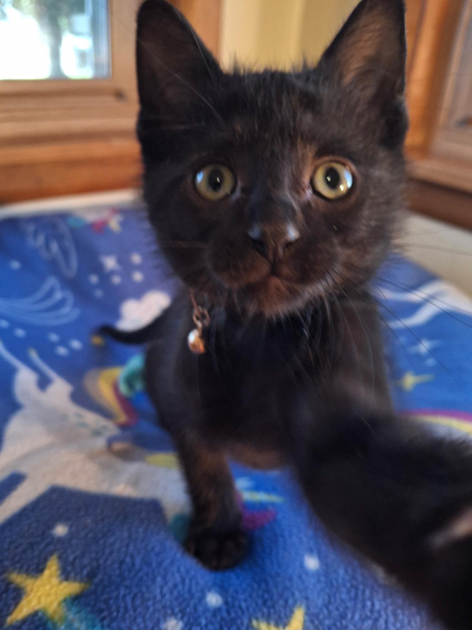 Froggie (Foster), a ADOPTABLE Domestic Short Hair in Watertown, WI image 2/3