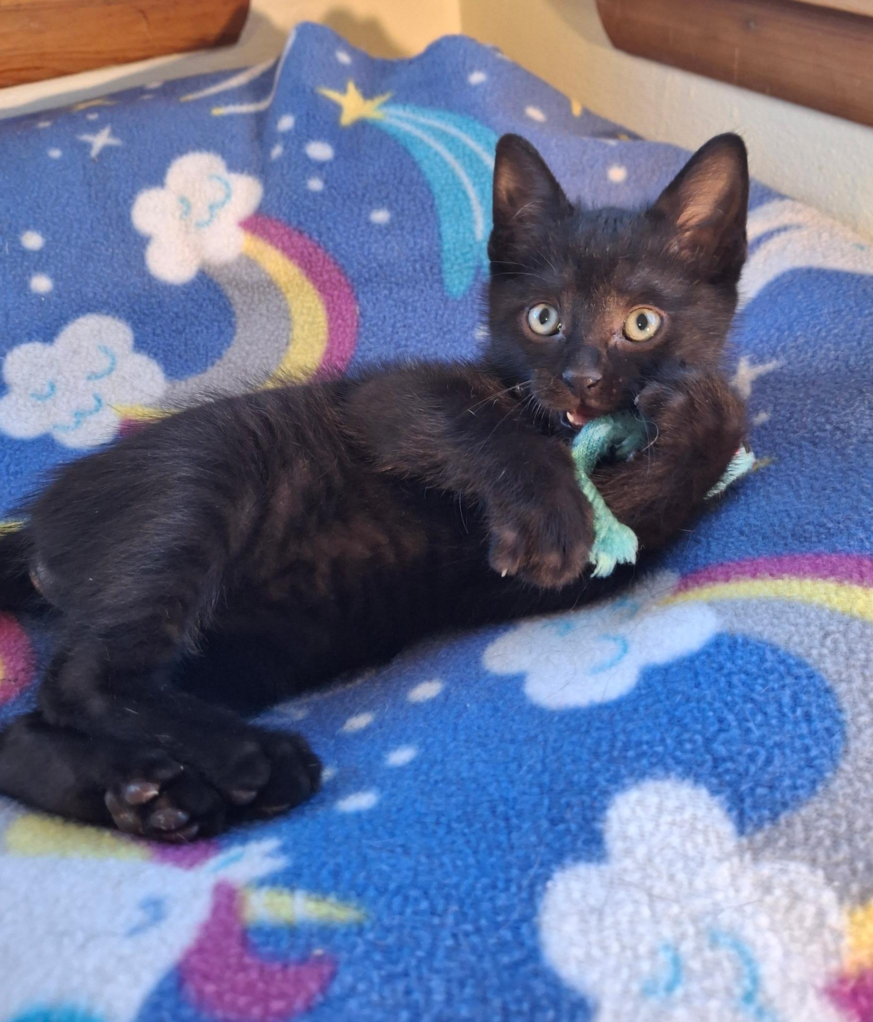 Froggie (Foster), a ADOPTABLE Domestic Short Hair in Watertown, WI image 3/3