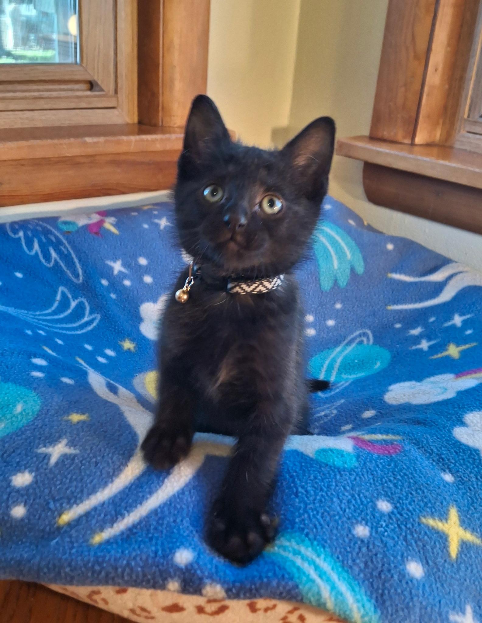 Froggie (Foster), a ADOPTABLE Domestic Short Hair in Watertown, WI image 1/3