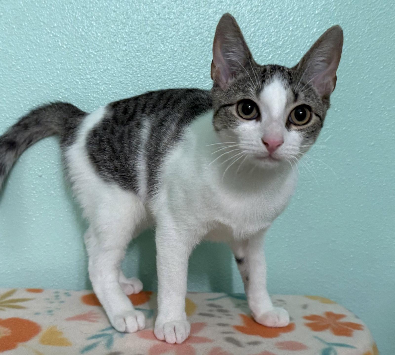 Echo, Adoptable, Kitten Female Domestic Short Hair.