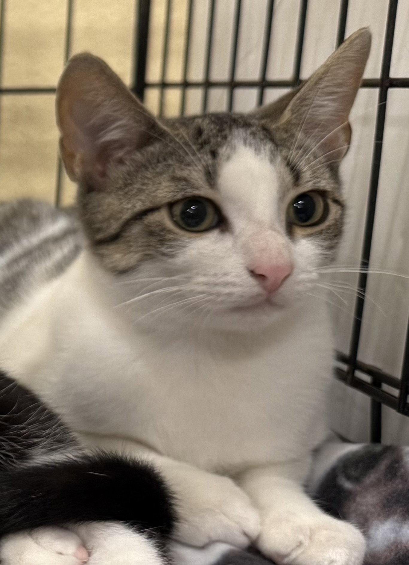 Enlarge Echo, a Adoptable Domestic Short Hair in Oviedo, FL image 2/3