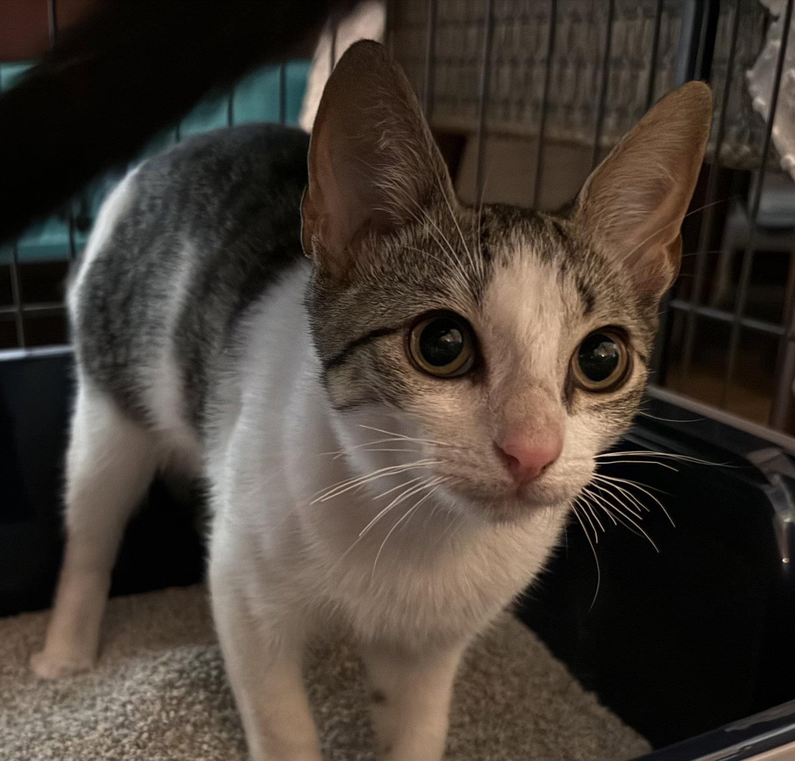 Enlarge Echo, a Adoptable Domestic Short Hair in Oviedo, FL image 3/3