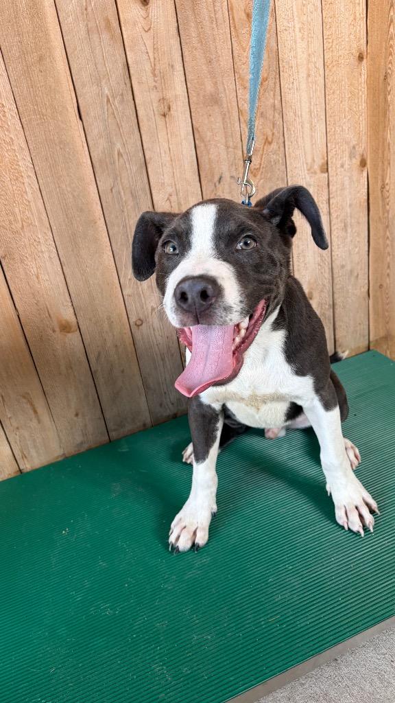 Enlarge True, a Adoptable Pit Bull Terrier in Missouri City, TX image 1/1