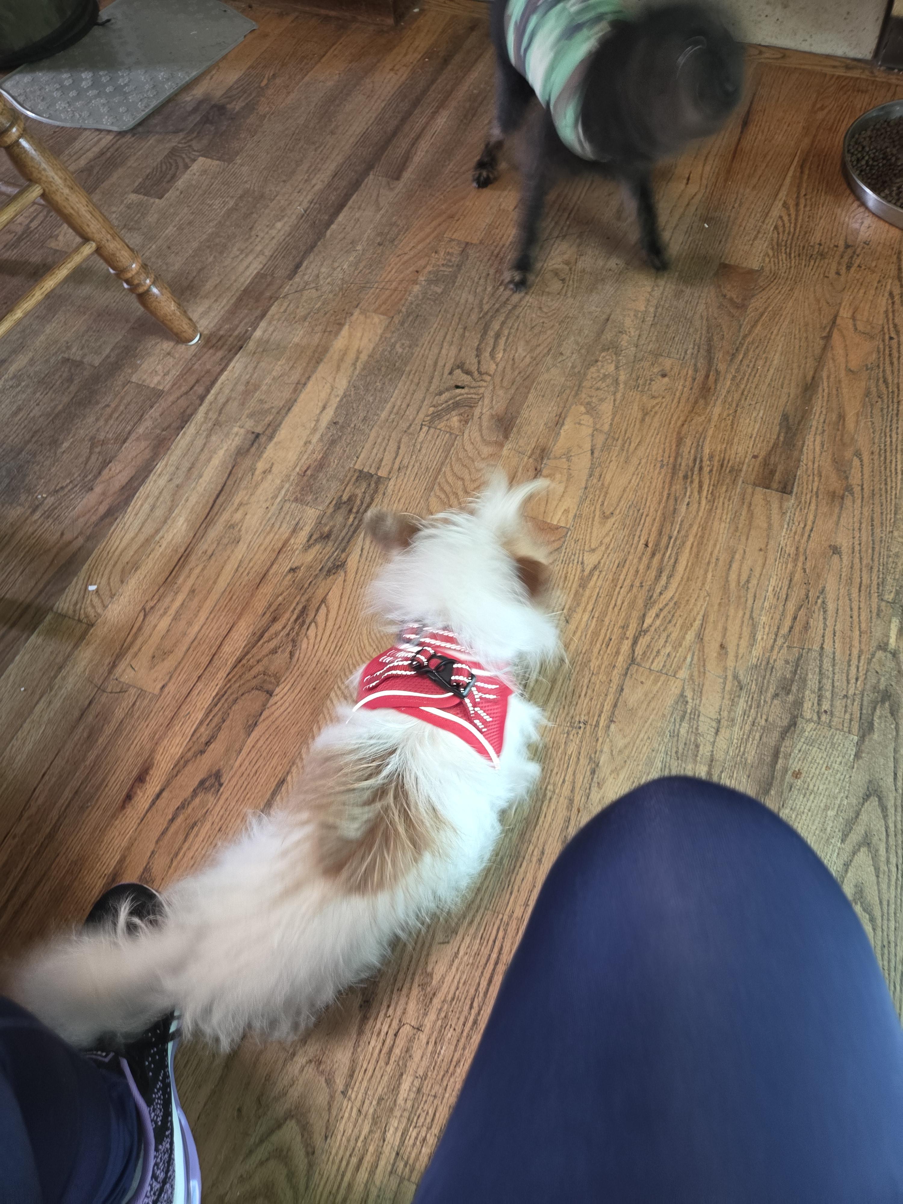 Enlarge Frost, an adopted mixed breed in Portland, OR image 3/3