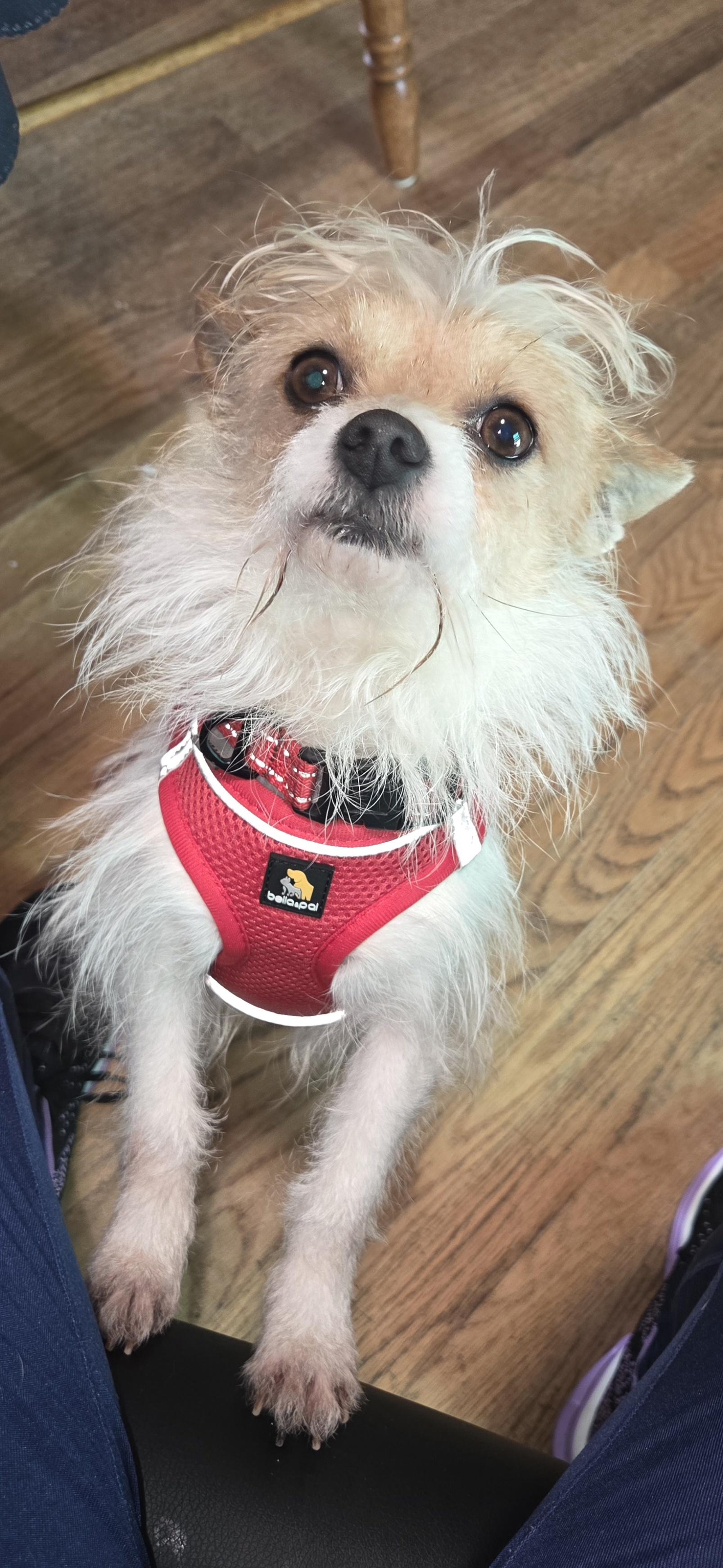 Frost, adopted, Adult Male Chinese Crested Dog & Terrier.