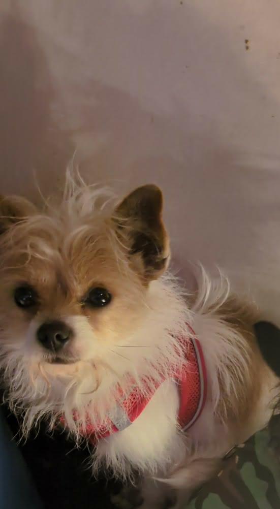 Enlarge Frost, an adopted mixed breed in Portland, OR image 2/3