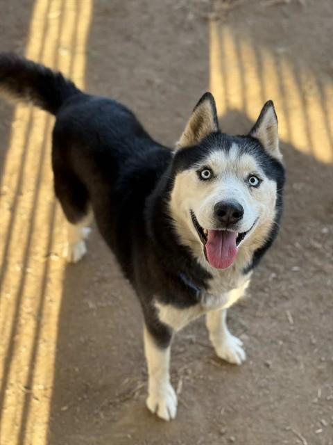 AVALANCHE, Adoptable, Adult Male Siberian Husky.