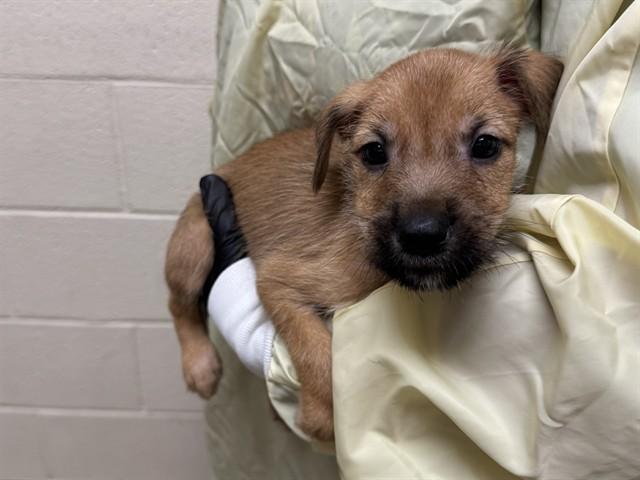 Enlarge CHAPSTICK, a Adoptable mixed breed in Colorado Springs, CO image 1/1