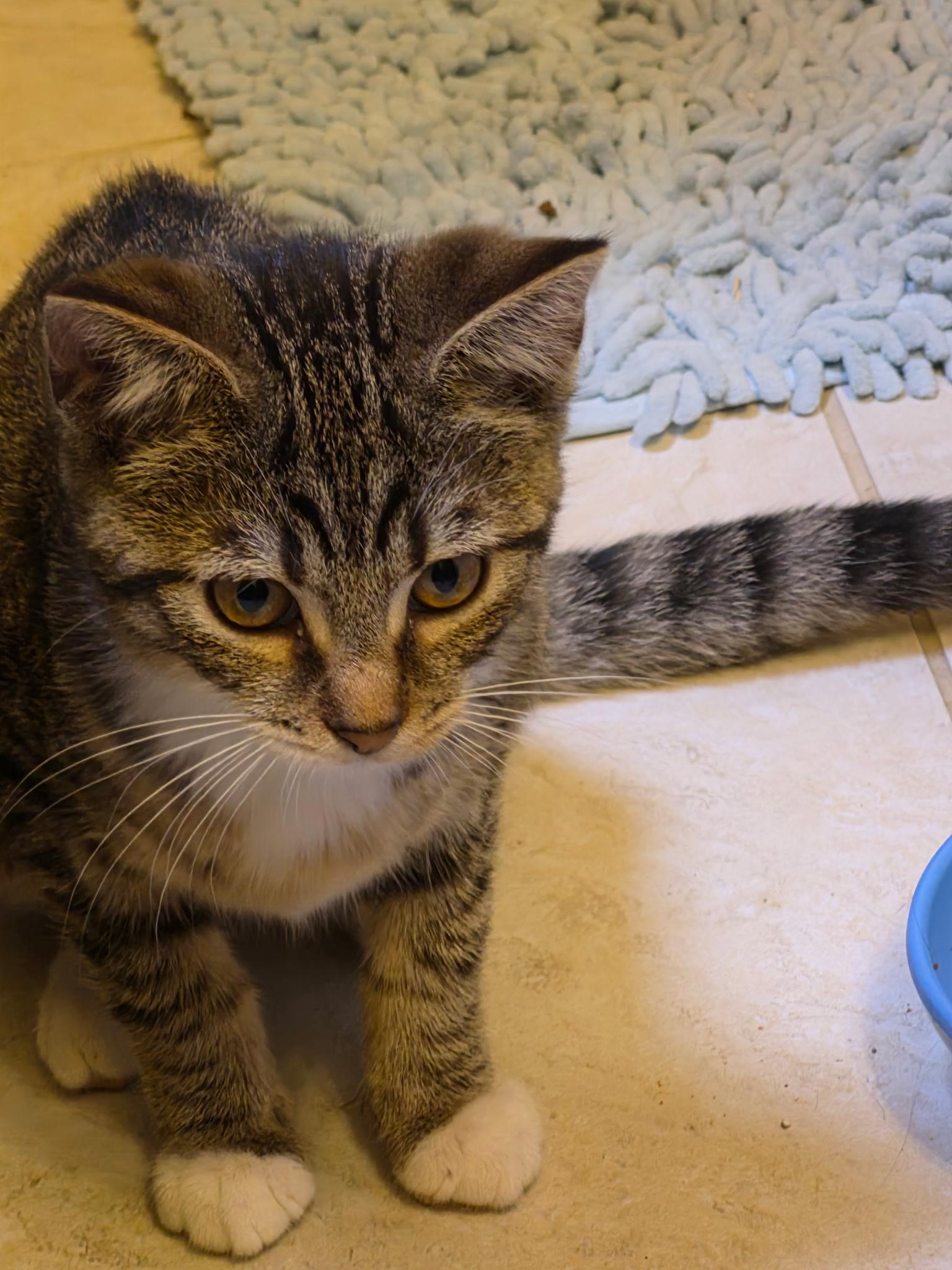 Millie, Adoptable, Kitten Female Domestic Short Hair.