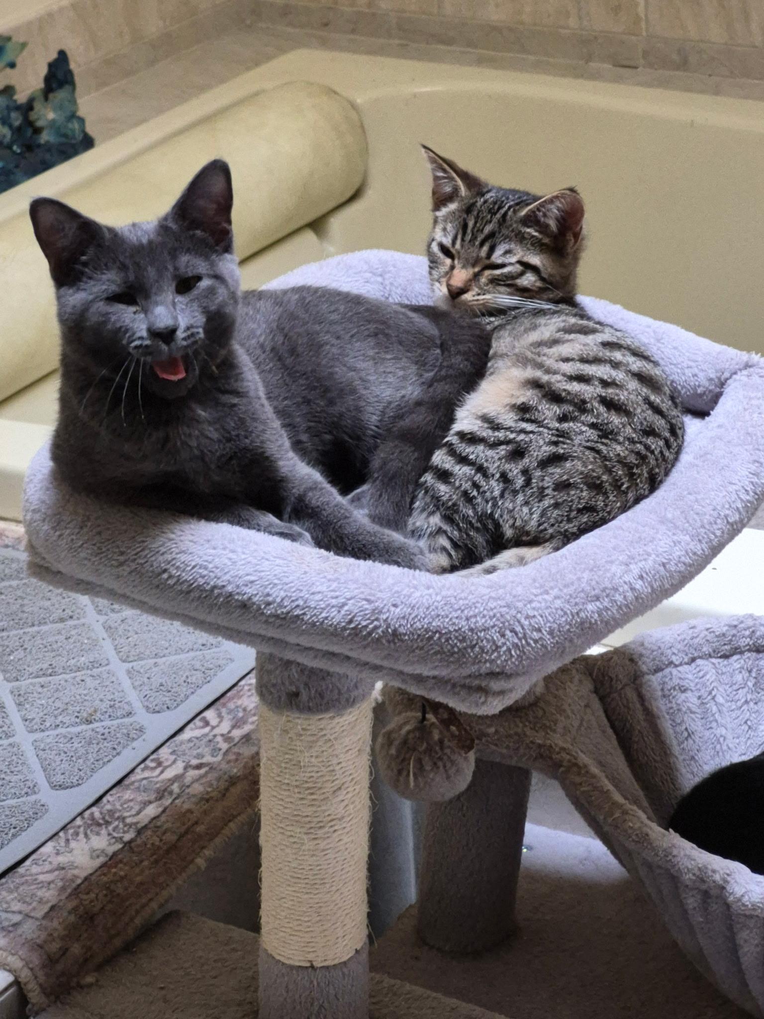 Millie, a Adoptable Domestic Short Hair in Galloway, NJ image 2/3