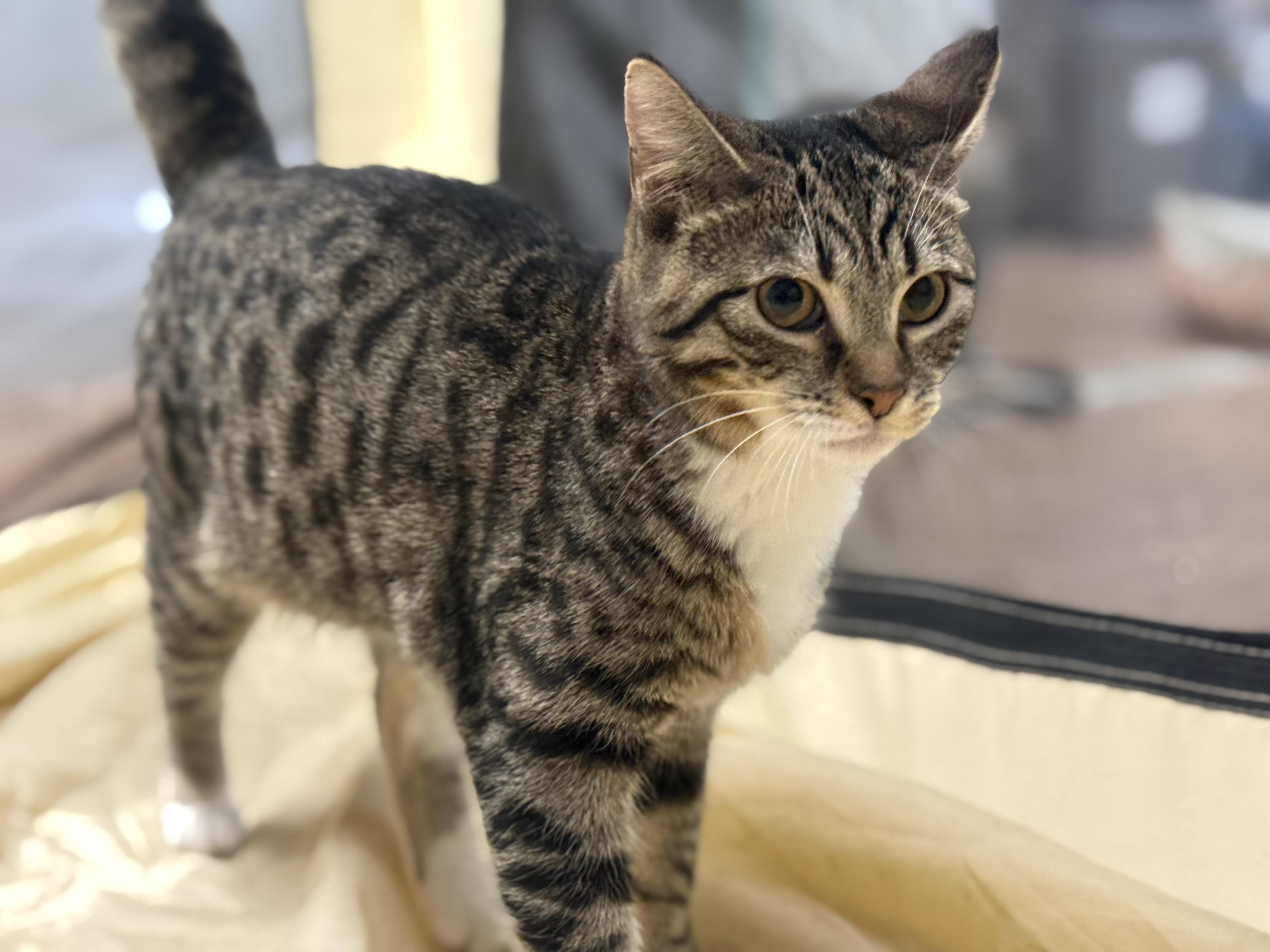 Millie, Adoptable, Young Female Domestic Short Hair.