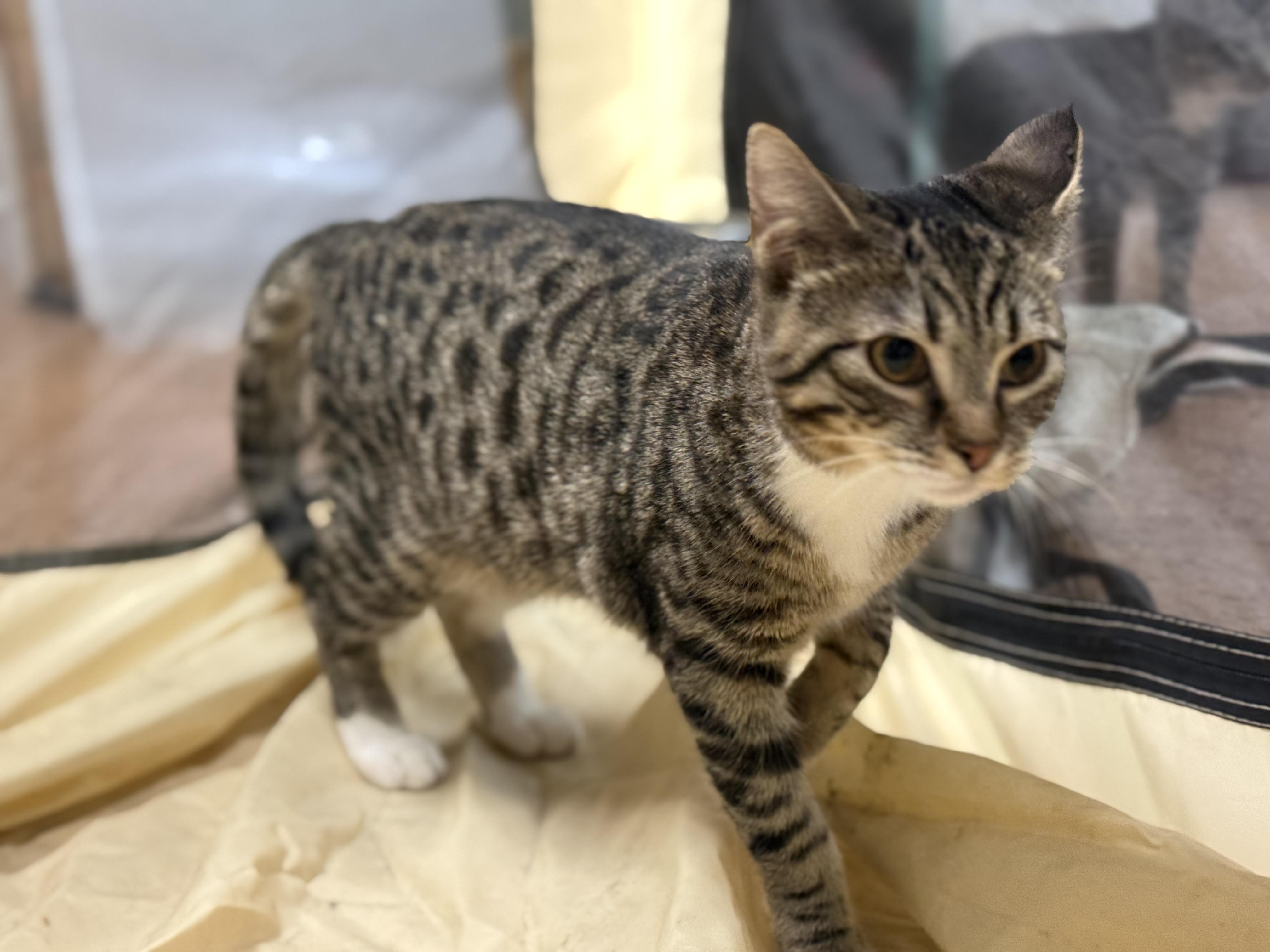 Enlarge Millie, a Adoptable Domestic Short Hair in Galloway, NJ image 3/3