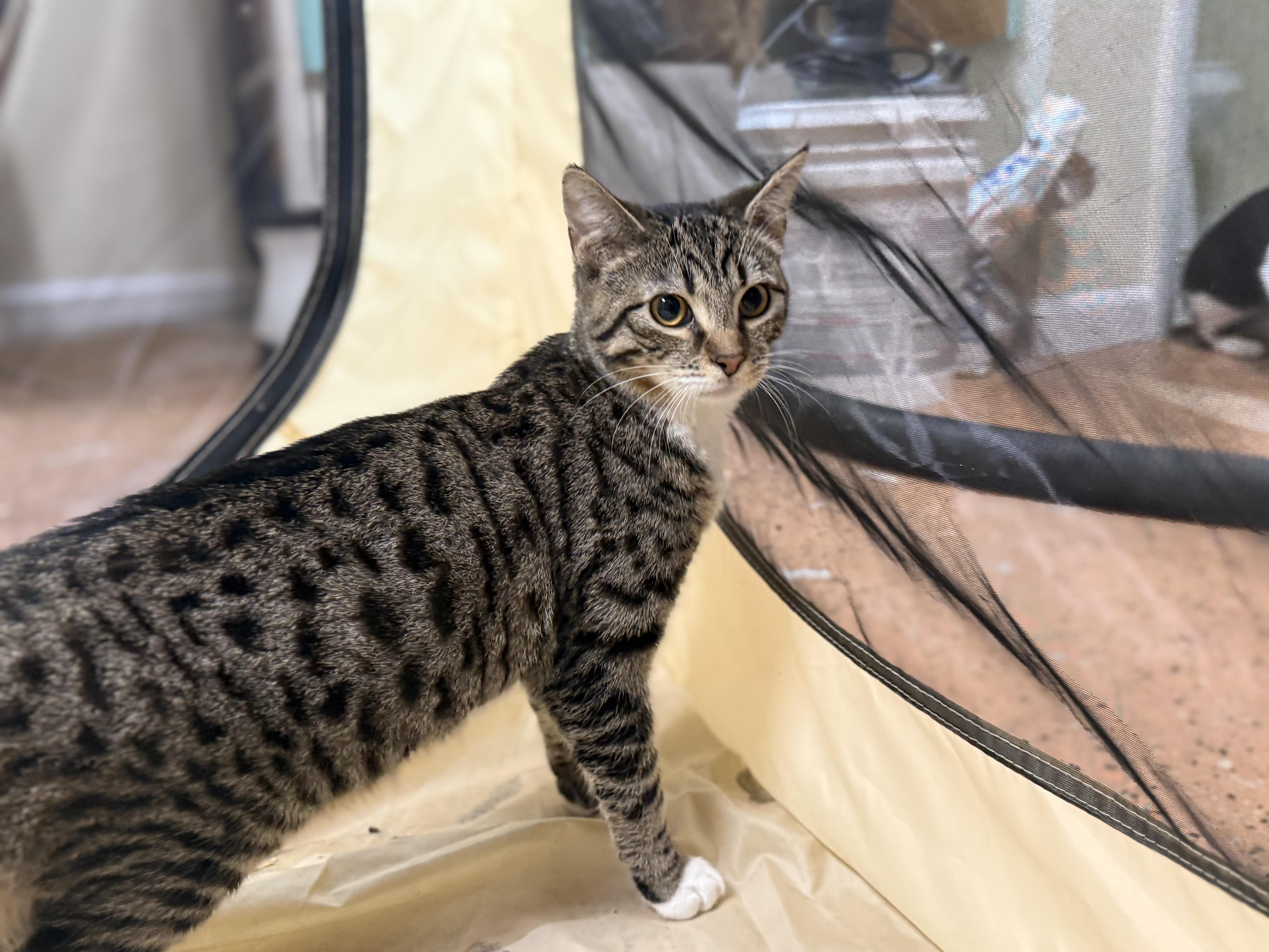 Enlarge Millie, a Adoptable Domestic Short Hair in Galloway, NJ image 2/3