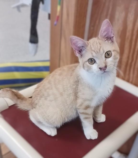 Ranger, Adoptable, Kitten Male Domestic Short Hair.