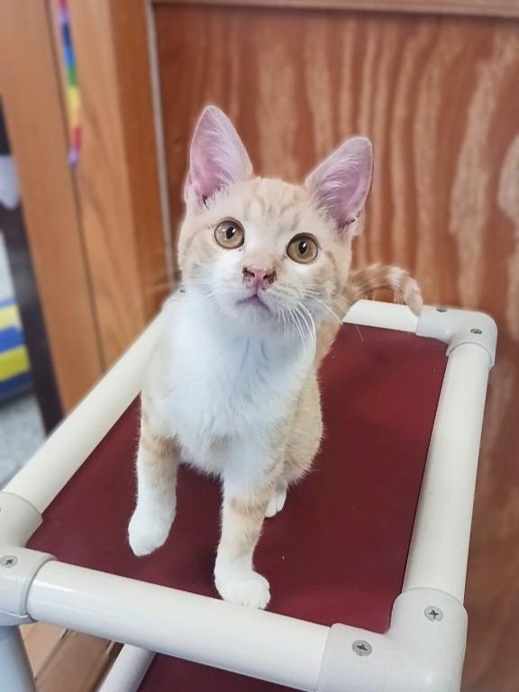 Enlarge Ranger, a Adoptable mixed breed in Prairie du Chien, WI image 2/2