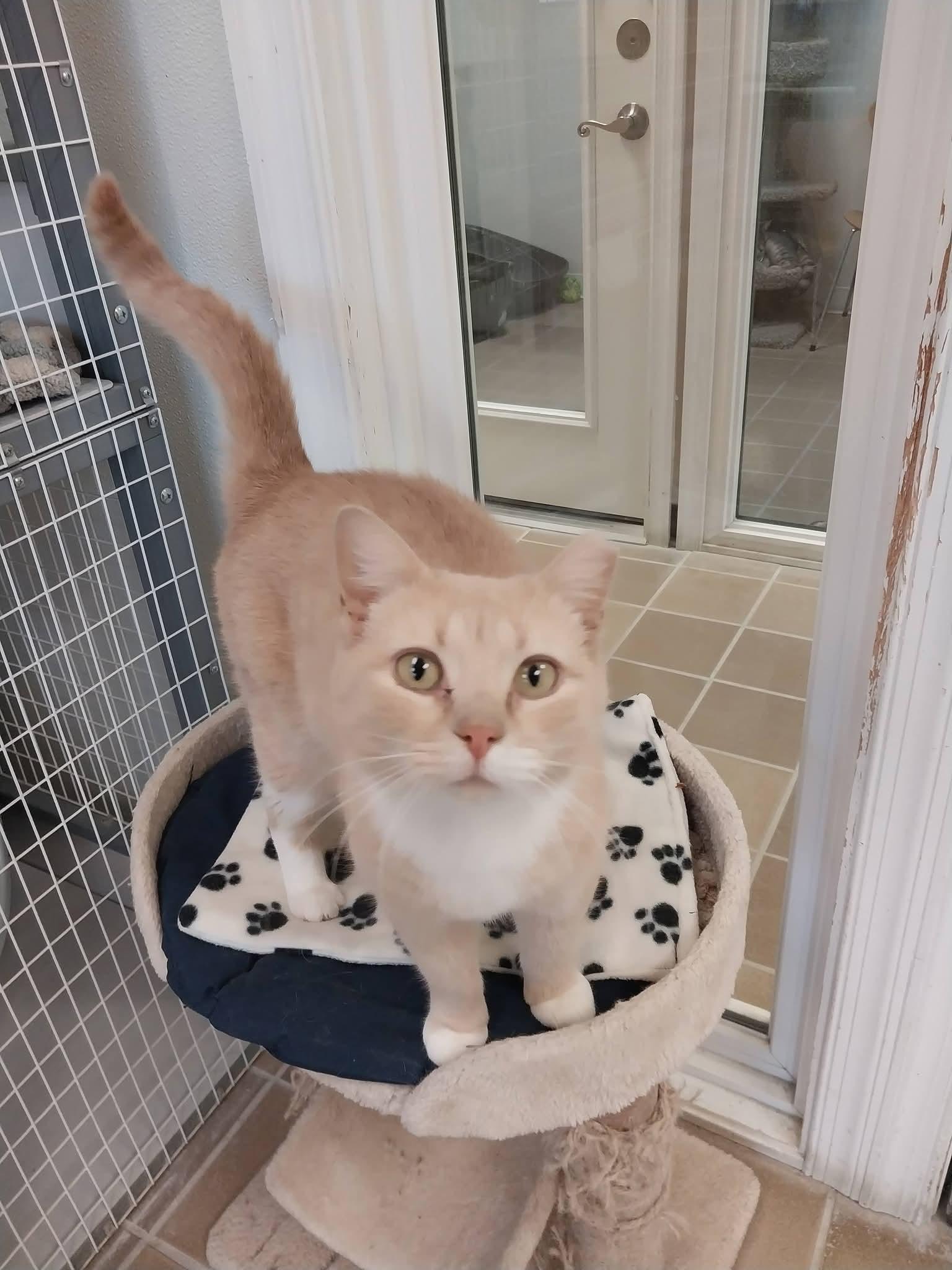 Muffin, ADOPTABLE, Adult Female Domestic Short Hair.