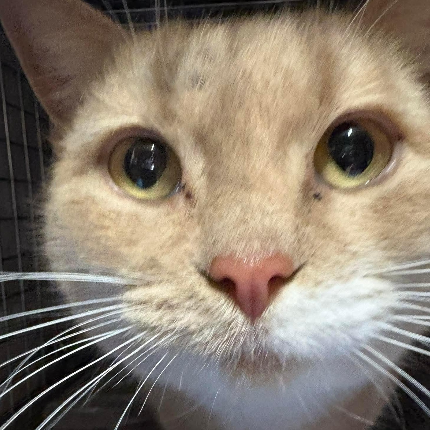 Muffin, ADOPTABLE, Adult Female Domestic Short Hair.