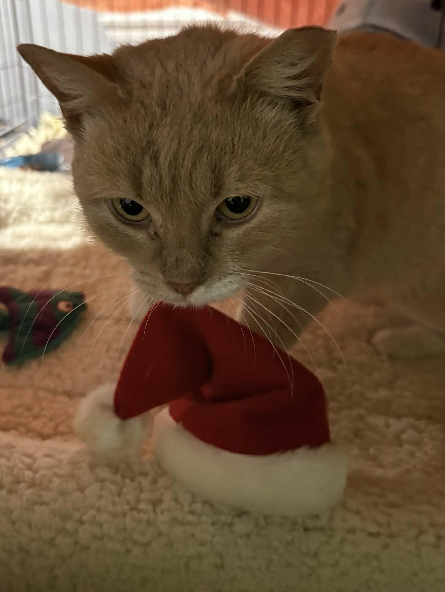 Enlarge Muffin, a ADOPTABLE Domestic Short Hair in Temple, PA image 2/2