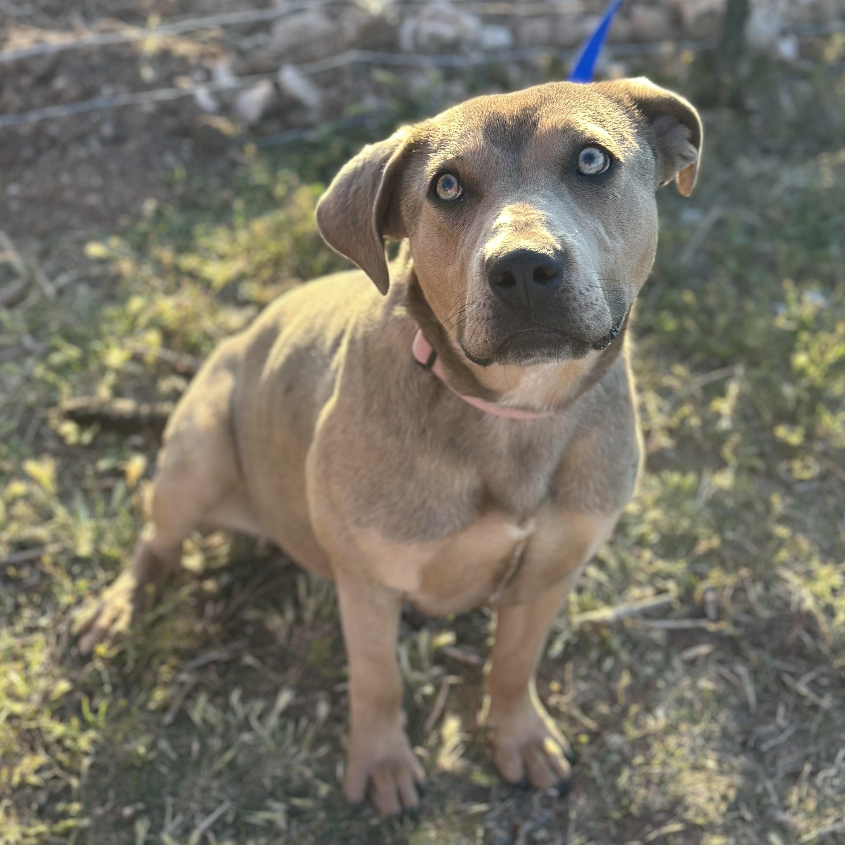 Ruth, an adoptable Pit Bull Terrier in Clovis, NM, 88101 | Photo Image 1