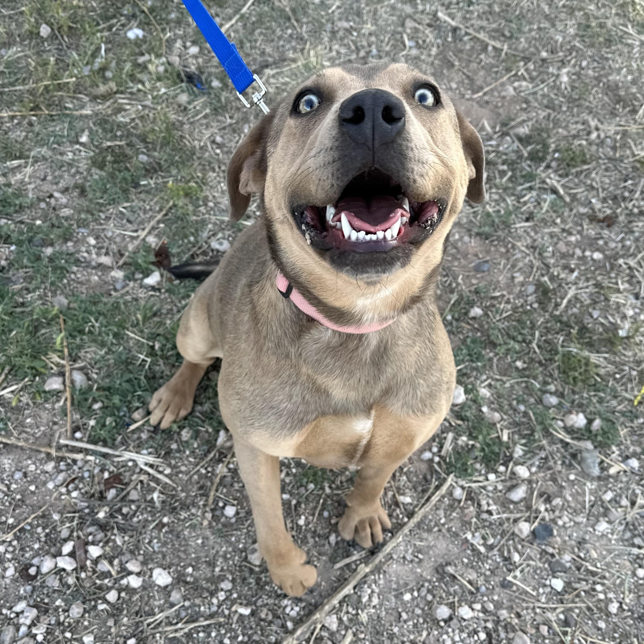 Ruth, an adoptable Pit Bull Terrier in Clovis, NM, 88101 | Photo Image 4