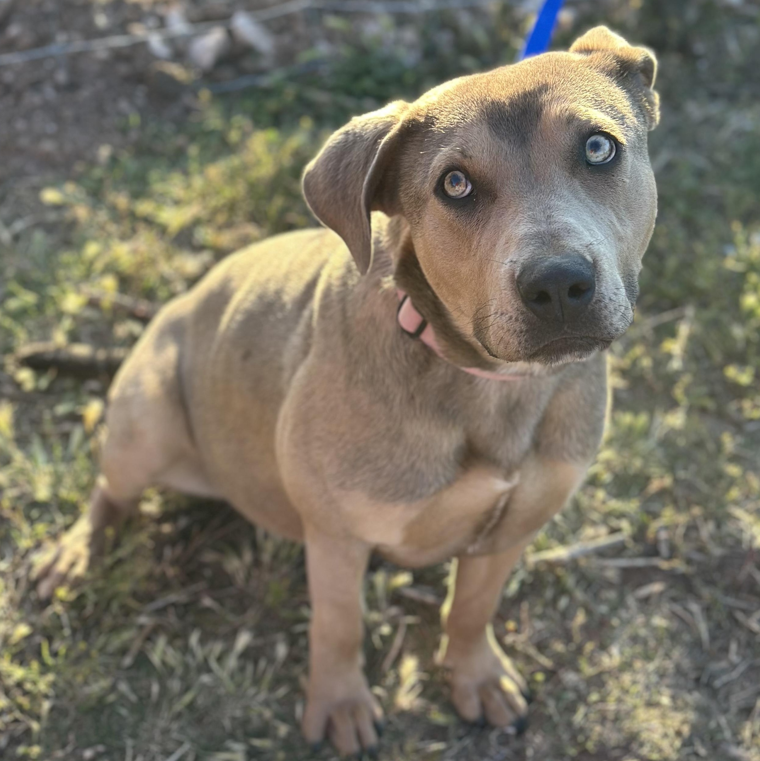 Ruth, an adoptable Pit Bull Terrier in Clovis, NM, 88101 | Photo Image 3