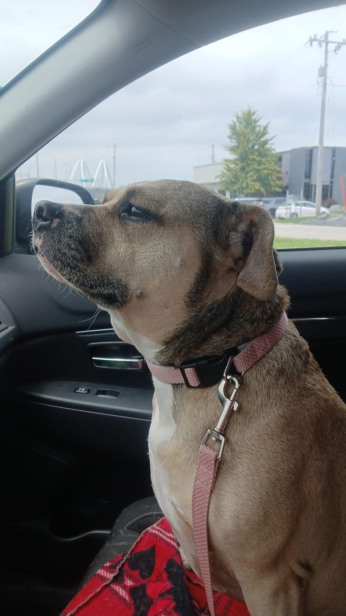 Jett, adopted, Adult Female Pit Bull Terrier.