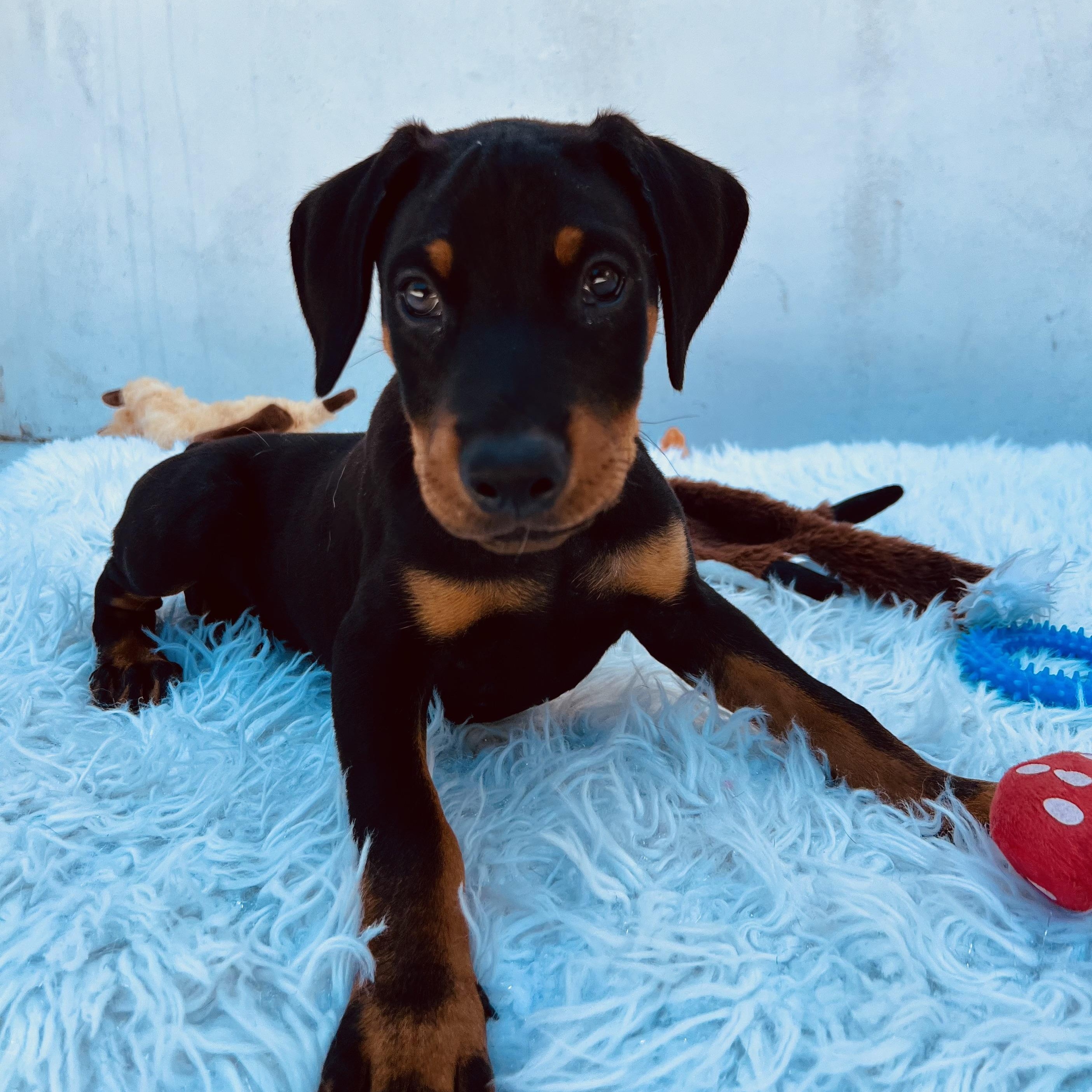 Enlarge Jelly Belly, a Adopted Doberman Pinscher in Los Angeles, CA image 5/5