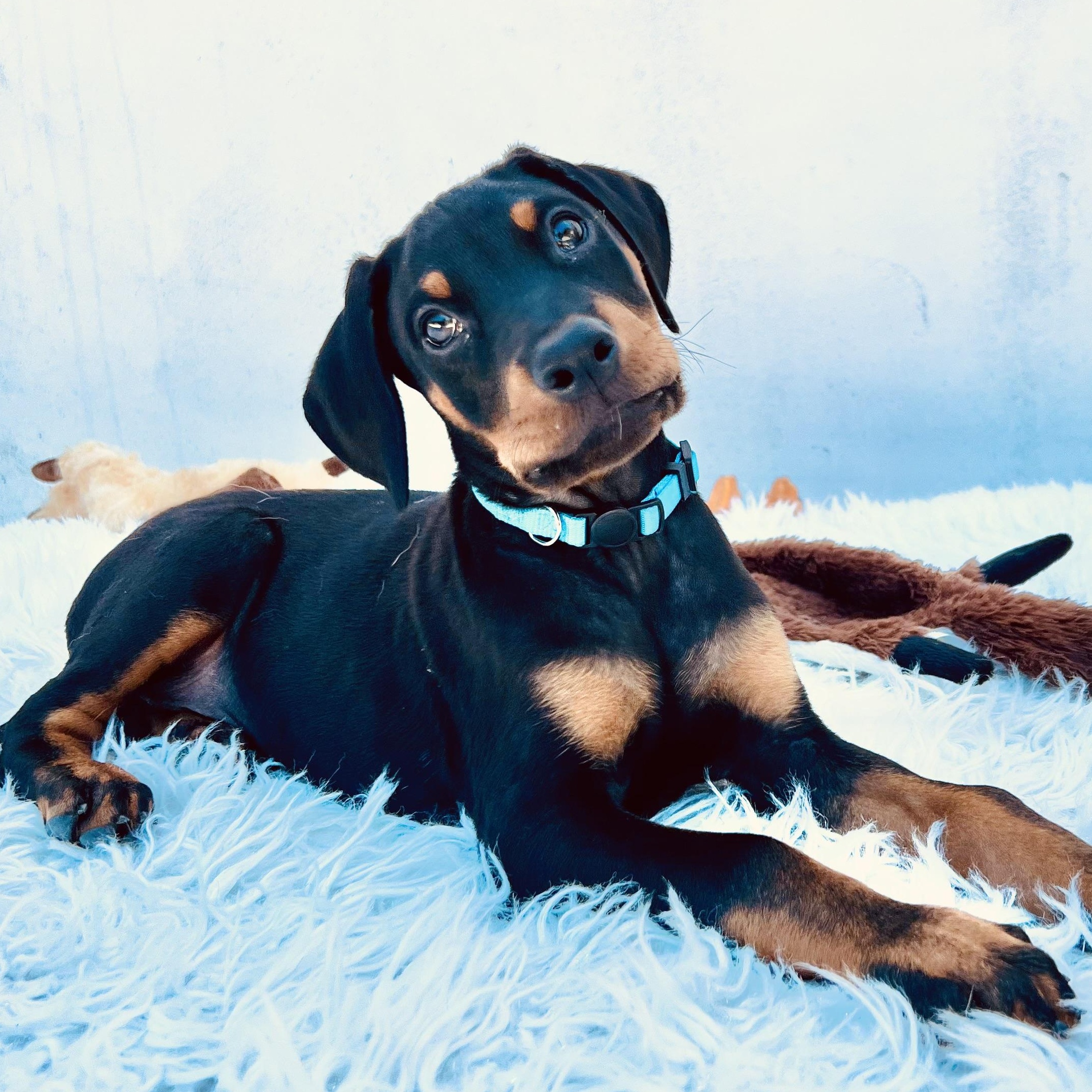 Enlarge Jelly Belly, a Adopted Doberman Pinscher in Los Angeles, CA image 4/5