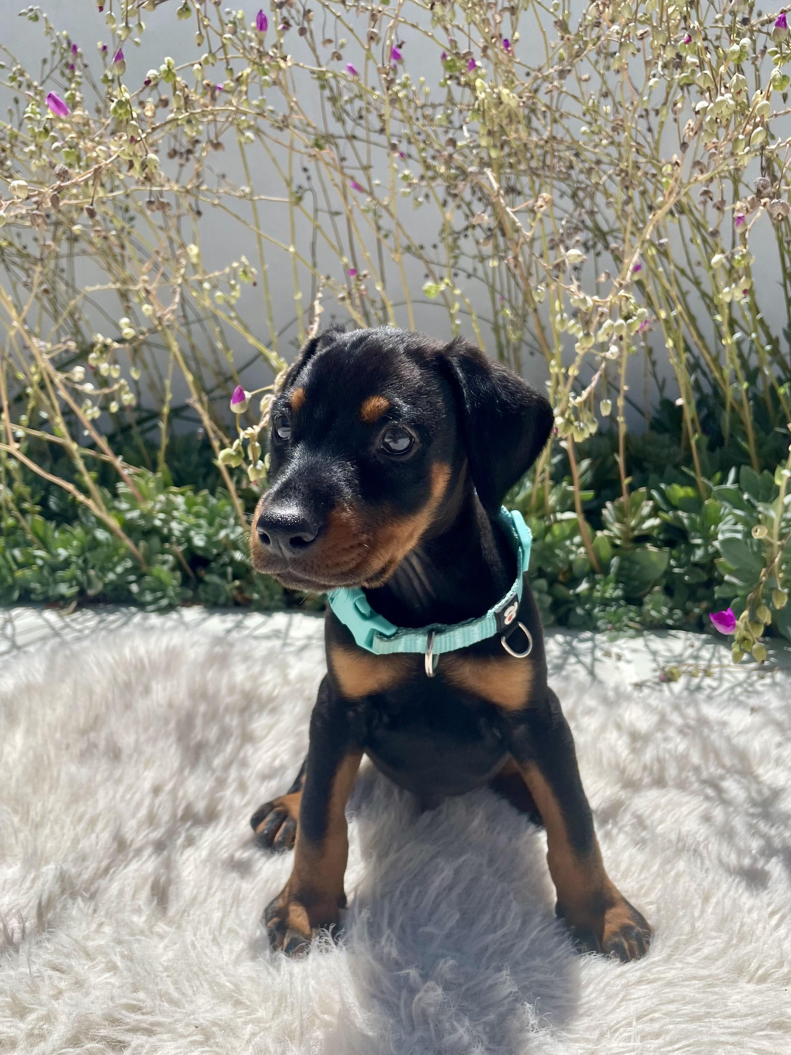 Enlarge Jelly Belly, a Adopted Doberman Pinscher in Los Angeles, CA image 2/5