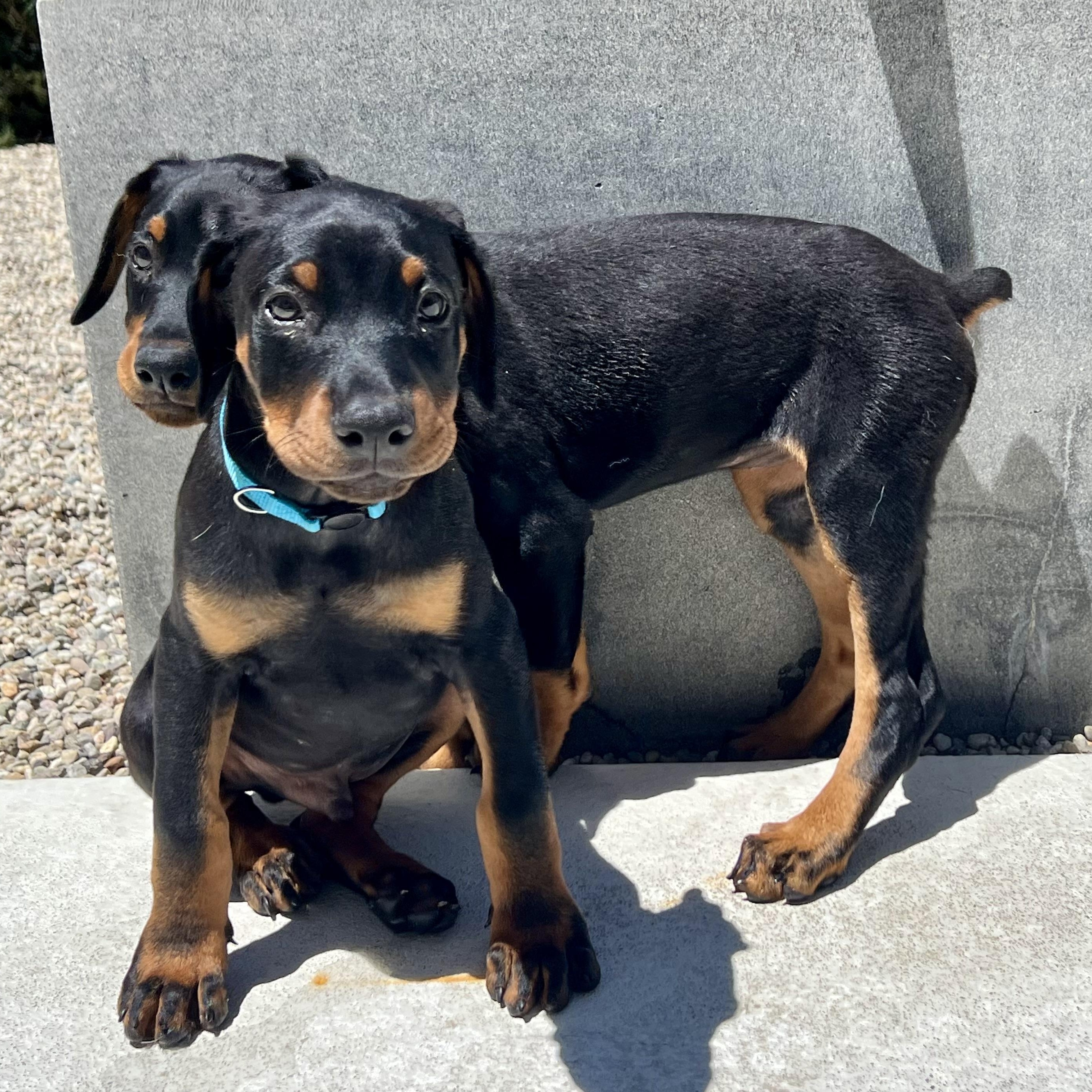 Enlarge Jelly Belly, a Adopted Doberman Pinscher in Los Angeles, CA image 3/5