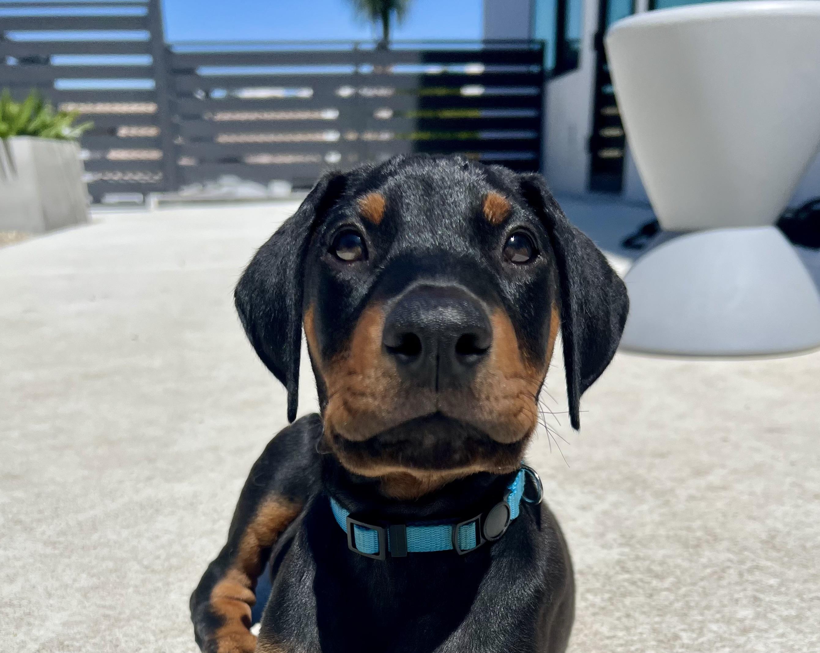 Enlarge Jelly Belly, a Adopted Doberman Pinscher in Los Angeles, CA image 1/5