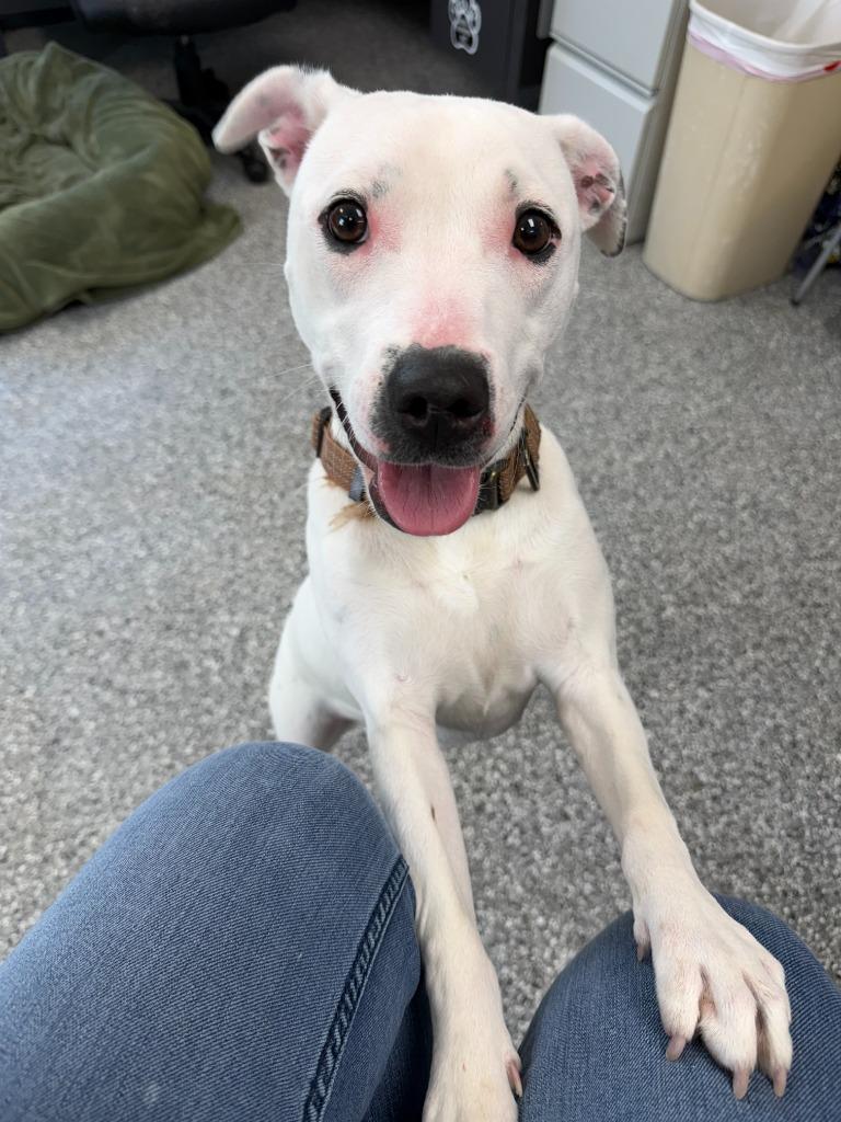 Noelle, Adoptable, Puppy Female Pit Bull Terrier.