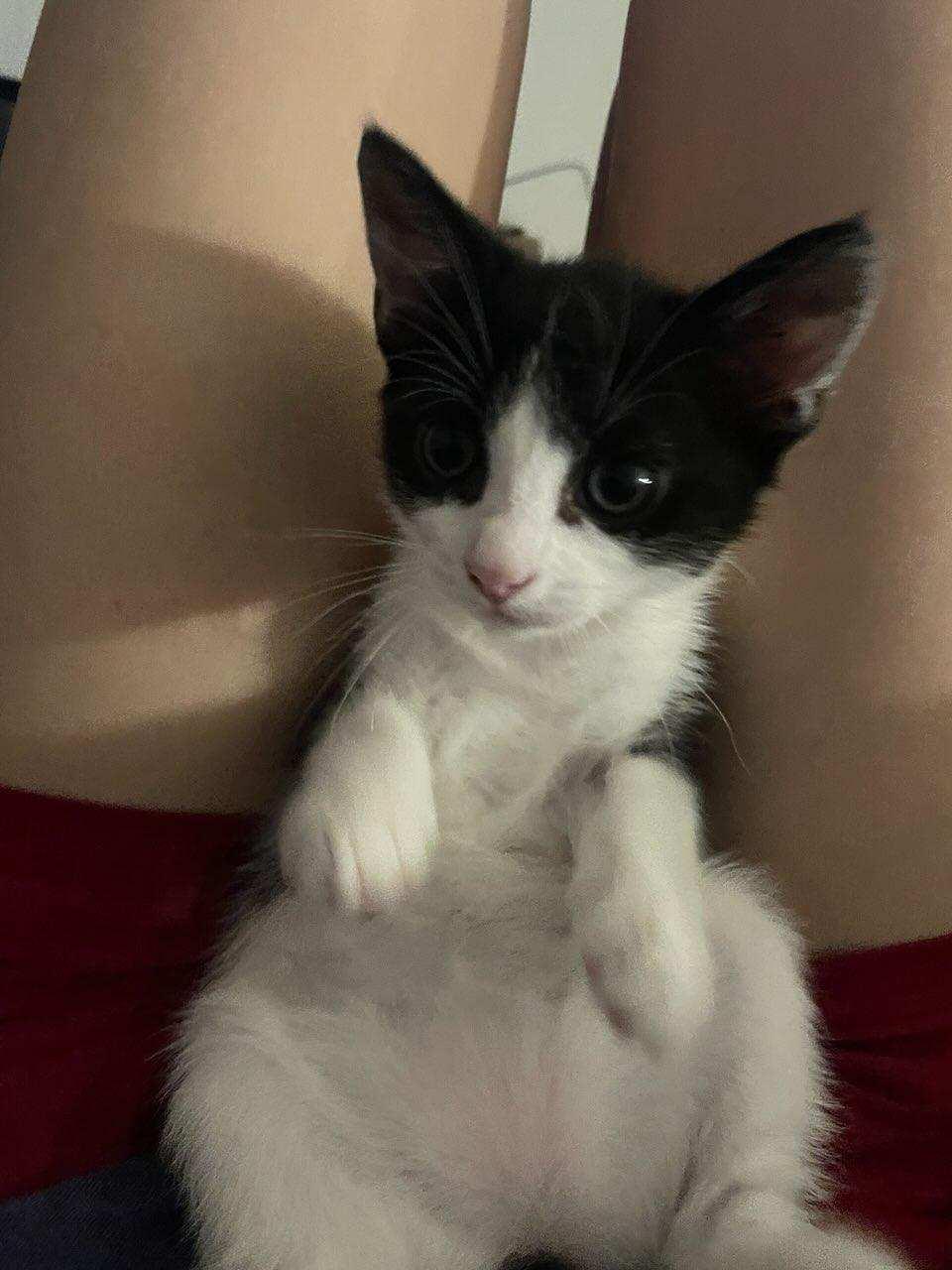 Momo & Stamp BONDED, an adoptable Domestic Short Hair, Tuxedo in Manchester, NH, 03101 | Photo Image 3