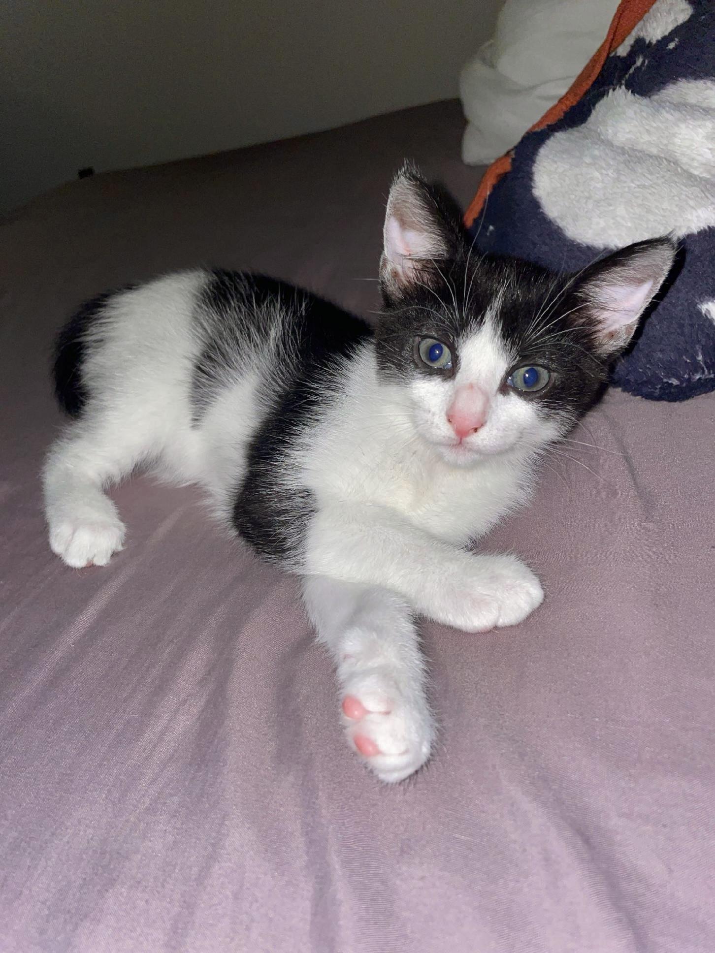 Momo & Stamp BONDED, an adoptable Domestic Short Hair, Tuxedo in Manchester, NH, 03101 | Photo Image 2