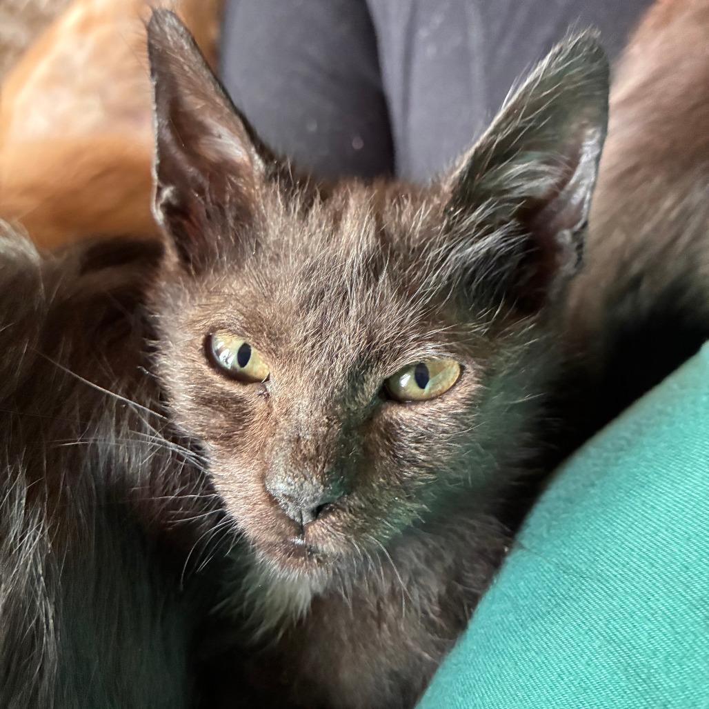 Windsor (Batty), a Adoptable Domestic Short Hair in Saugerties, NY image 1/2