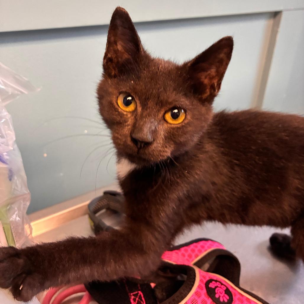 Windsor (Batty), a Adoptable Domestic Short Hair in Saugerties, NY image 2/2