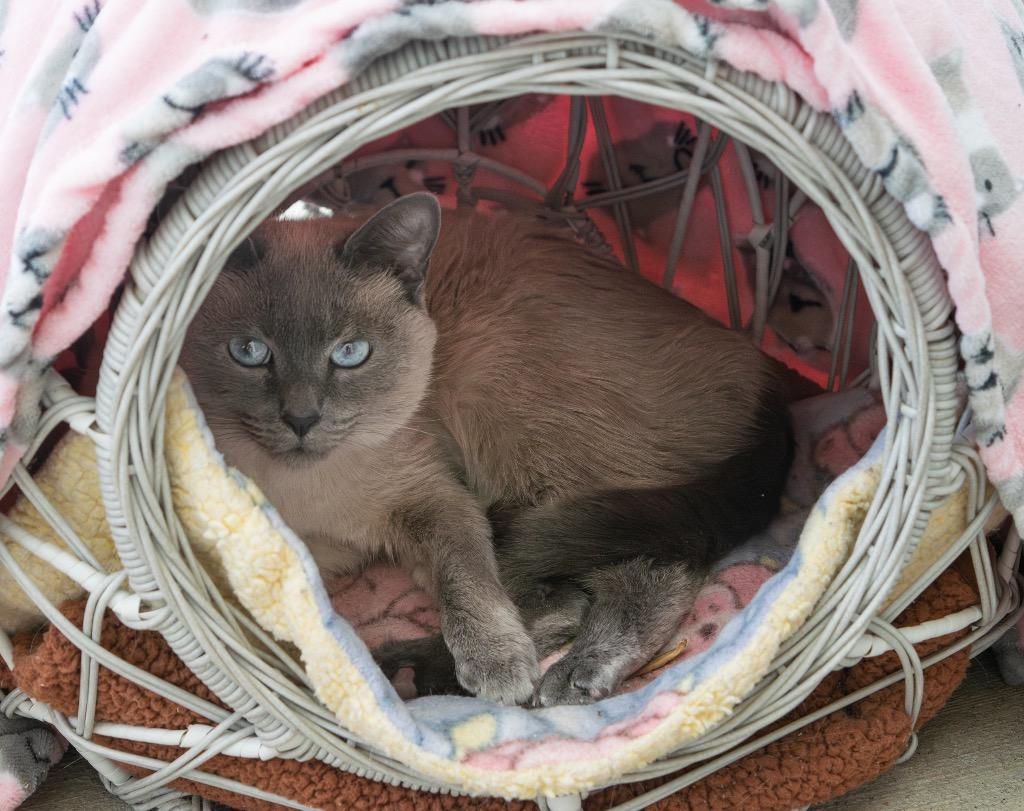 Boo Boo, Adoptable, Young Female Siamese.