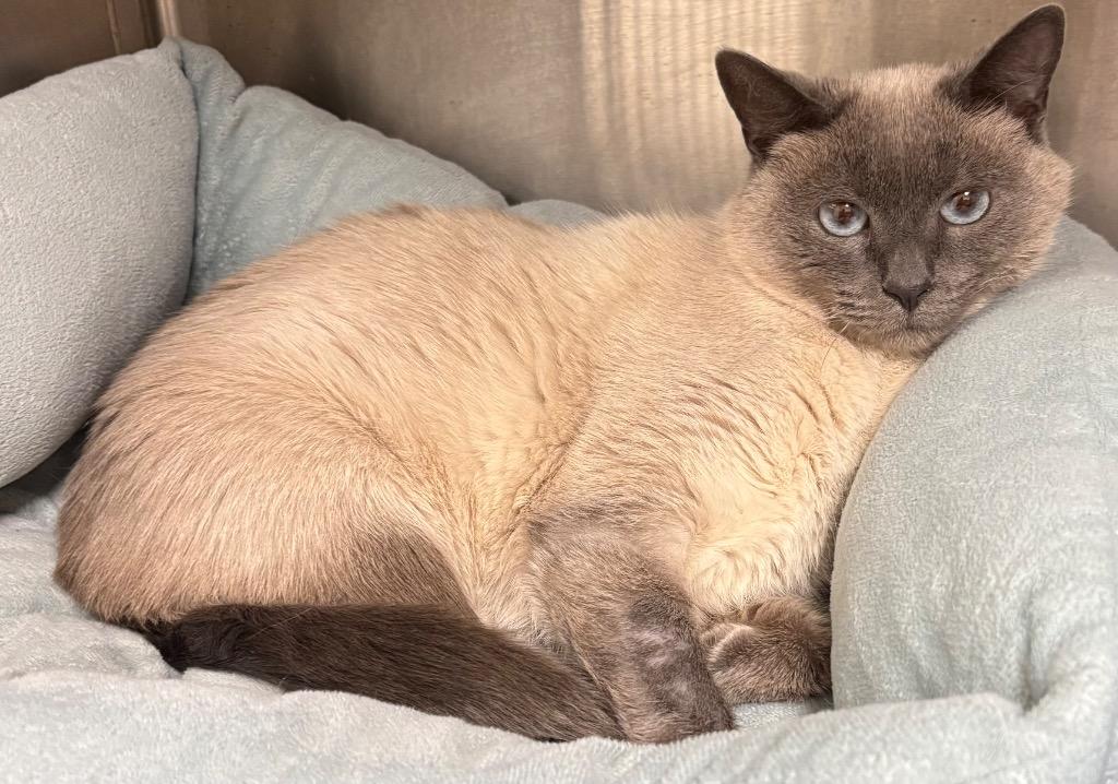 Enlarge Boo Boo, a Adoptable Siamese in Greeneville, TN image 1/1