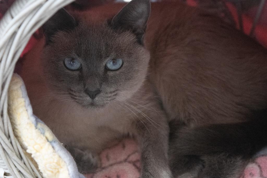 Boo Boo, a Adoptable Siamese in Greeneville, TN image 3/3