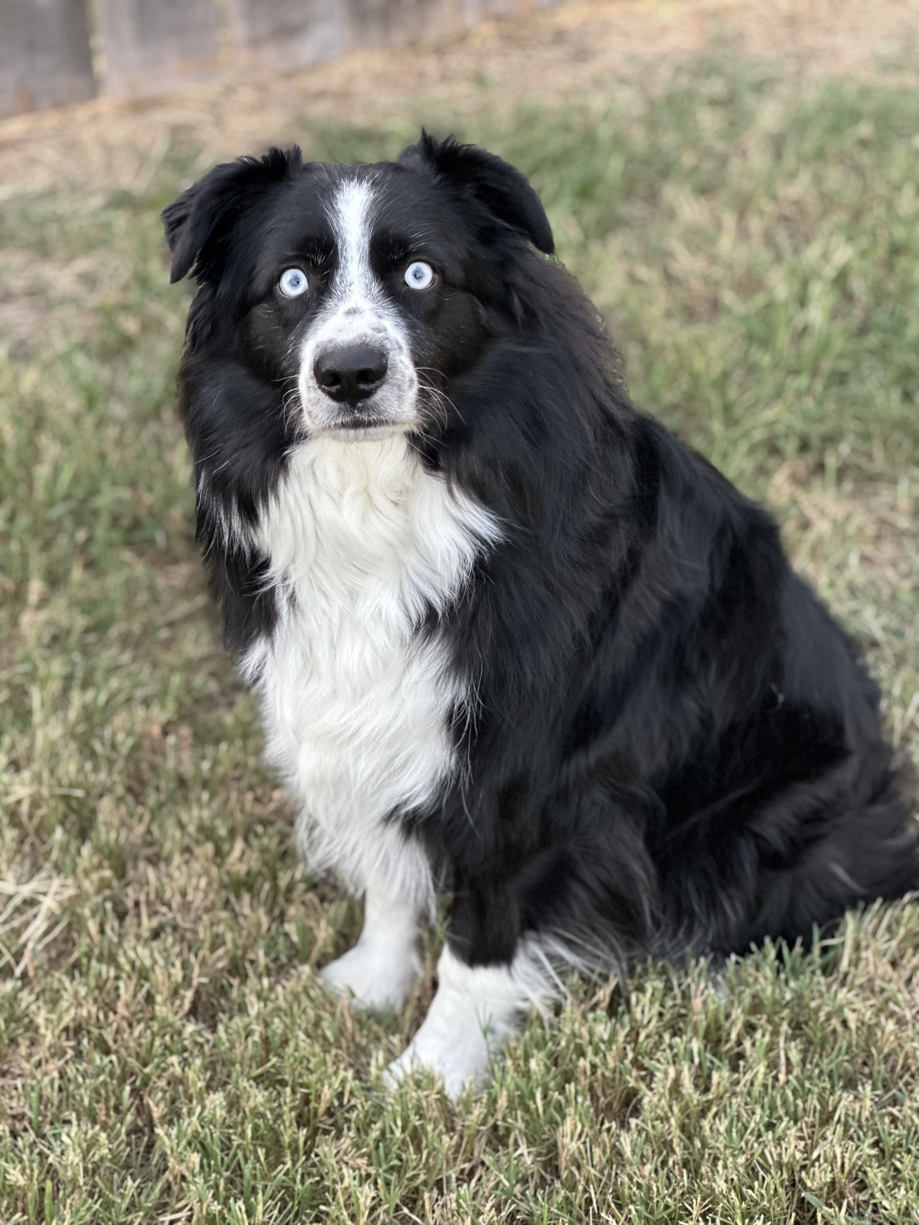 Dog for adoption Frankie, an Australian Shepherd in Hagerstown, MD
