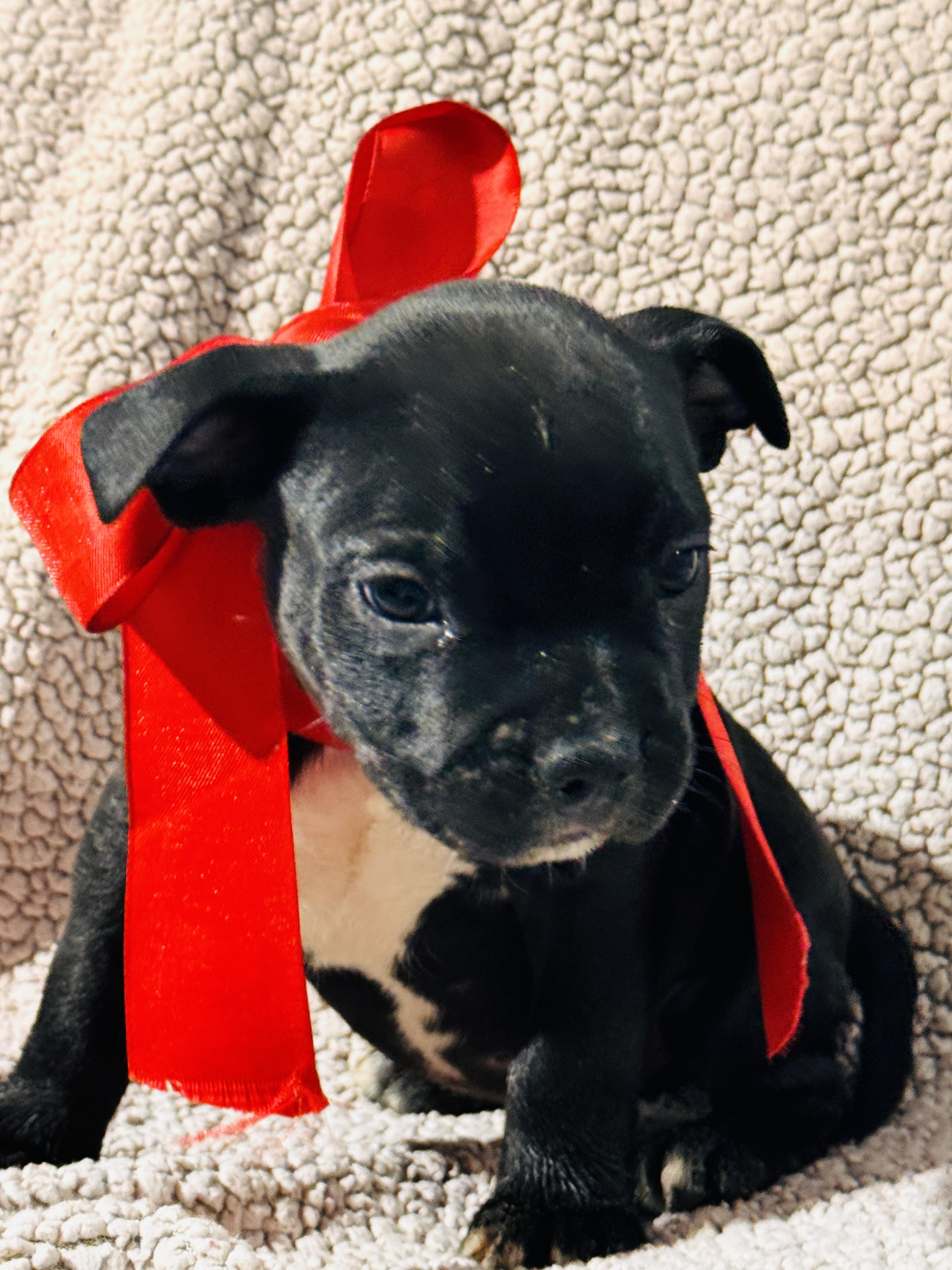 PEAPOD, an adopted Pit Bull Terrier in Jacksonville, FL image 4/4