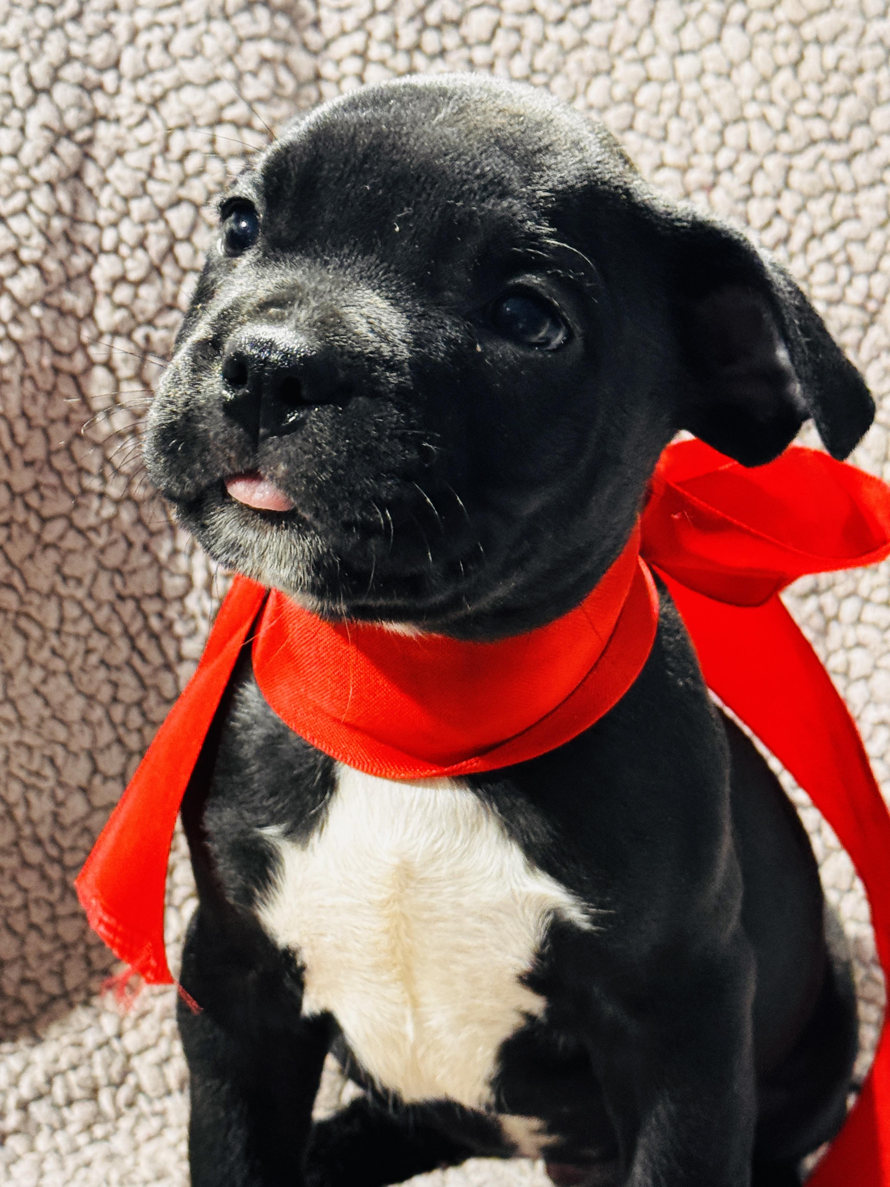 PEAPOD, an adopted Pit Bull Terrier in Jacksonville, FL image 1/4
