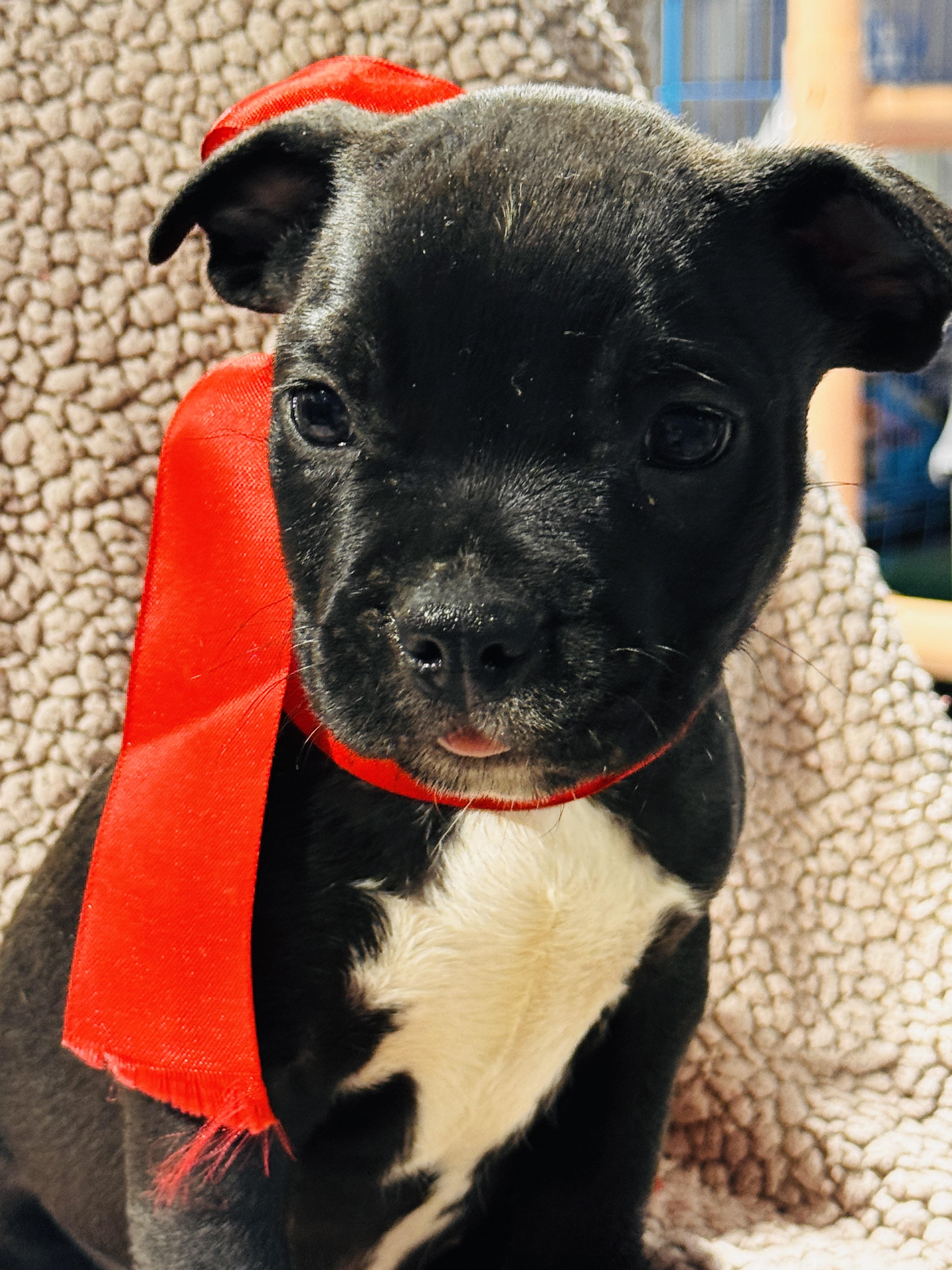 PEAPOD, an adopted Pit Bull Terrier in Jacksonville, FL image 2/4