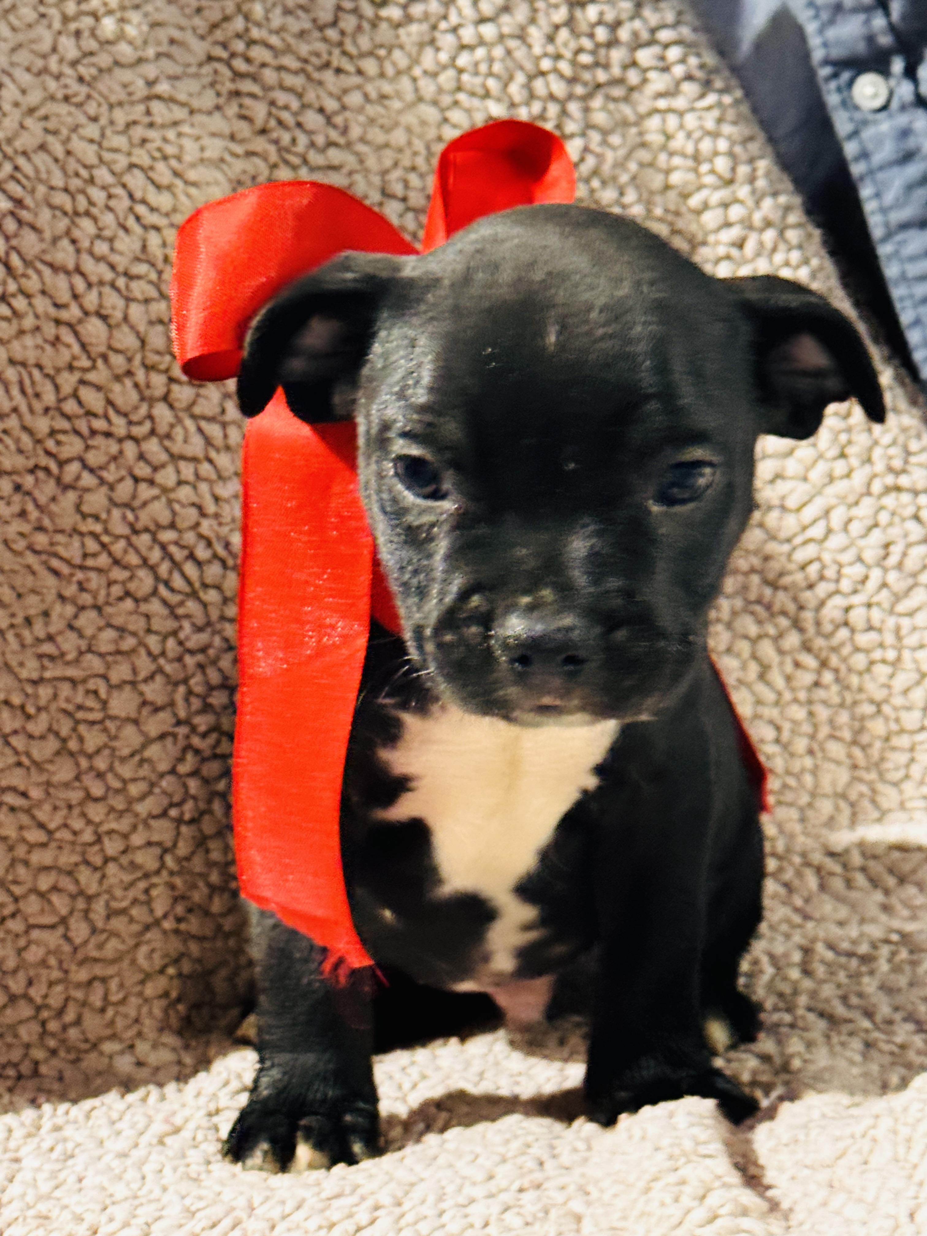 PEAPOD, an adopted Pit Bull Terrier in Jacksonville, FL image 3/4