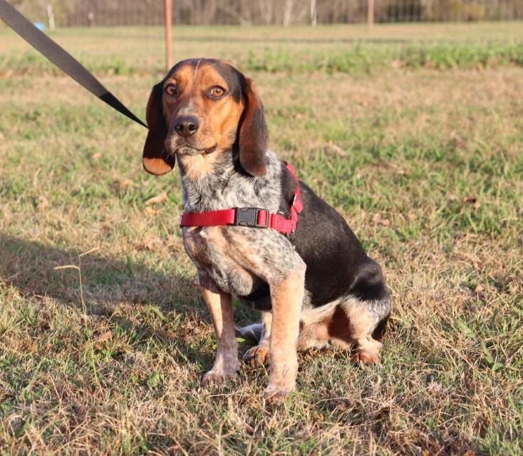 Jethro, a Adopted Beagle in Nashville , TN image 1/5