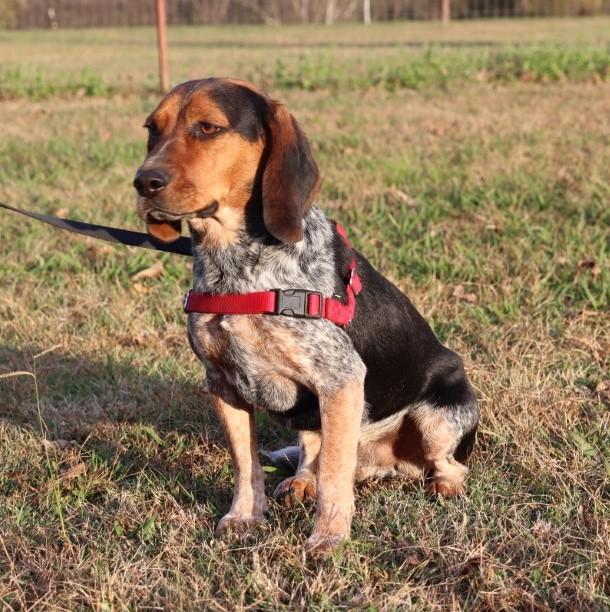 Jethro, a Adopted Beagle in Nashville , TN image 2/5