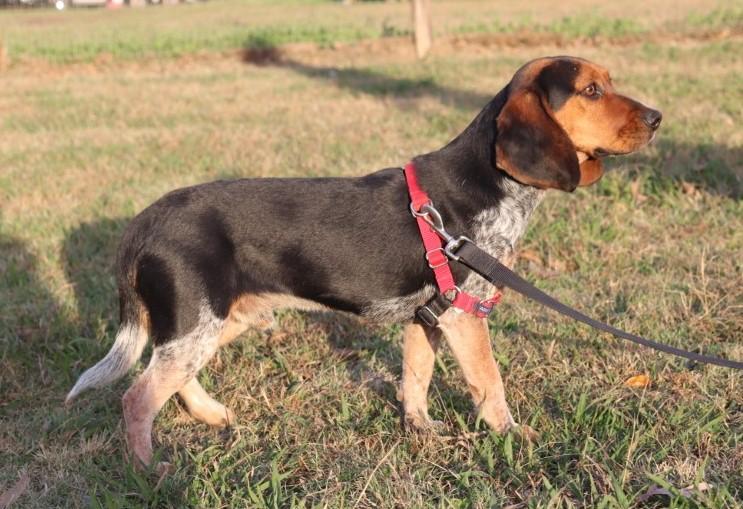 Jethro, a Adopted Beagle in Nashville , TN image 3/5