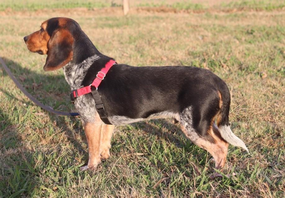 Jethro, a Adopted Beagle in Nashville , TN image 4/5