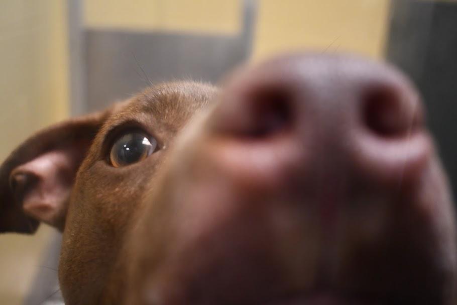 Uma, an adopted Pit Bull Terrier in Bellingham, WA image 4/4